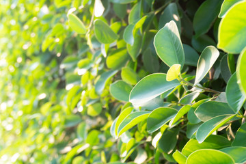 Tree green leaf close up background in the garden