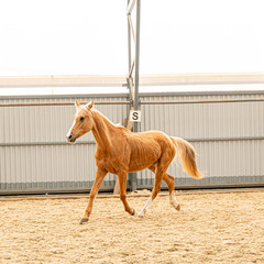 Ride pony red color running