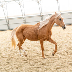 Ride pony red color running