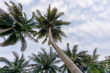 Fototapeta na wymiar Upward view to coconut green leaves, gray stem and high trunk with fruits under white clouds and blue sky