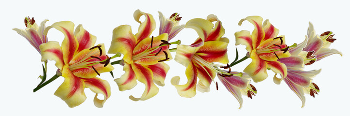 Panorama with Lily flowers on a white background