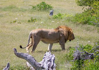 An African Lion in the savannah of the Etosha National park in northern Namibia