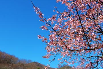 さくら　風景　栃木県　みかもやま