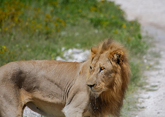 An African Lion in the savannah of the Etosha National park in northern Namibia