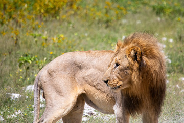 An African Lion in the savannah of the Etosha National park in northern Namibia