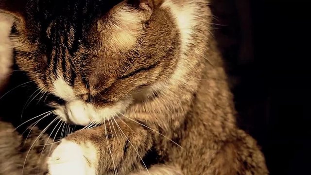 The cat licks and washes in slow motion. Morning, sunlight. Pet looks at the camera background for design.