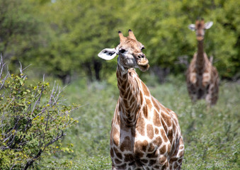 Giraffe standing in the savannah grass at the Etosha National park in northern Namibia