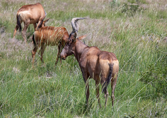 A Hartebeest in the savannah grass of the Etosha National park in northern Namibia