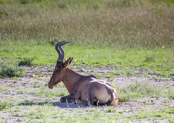 A Hartebeest in the savannah grass of the Etosha National park in northern Namibia