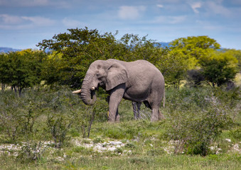 An African Elephant in the savannah of the Etosha National park in northern Namibia