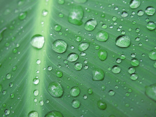 Plakat Green leaf with water drops