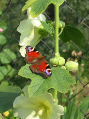 beautiful butterfly