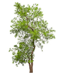 A coniferous evergreen spruce tree with a lush crown and a curved transverse trunk on a white background. Isolate oneself. Stock 3D illustration.
