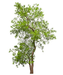 Fototapeta premium A coniferous evergreen spruce tree with a lush crown and a curved transverse trunk on a white background. Isolate oneself. Stock 3D illustration.