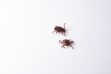 Tick isolated on white background. Parasite closeup, macro view. Worm enlarged on a white background. Arachnid spreading diseases.