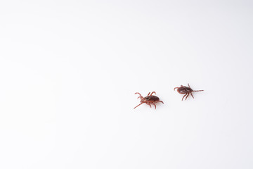 Tick isolated on white background. Parasite closeup, macro view. Worm enlarged on a white background. Arachnid spreading diseases.