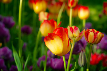 Yellow, red, purple or violet color tulip flowers on a flowerbed on a sunny day of the spring season. The green background of stems, leaves, and grass.