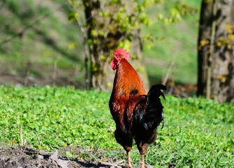 rooster walking in the garden