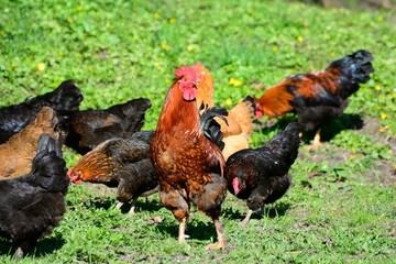 Mature cock with hens