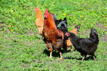 Mature cock with hens