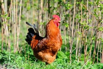rooster walking in the garden