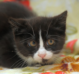 black and white kitten with a funny little face