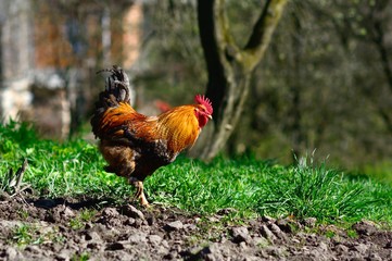 rooster walking in the garden