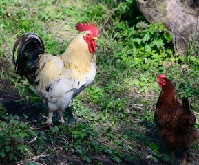 Mature cock with hens