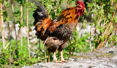 rooster walking in the garden