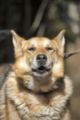 German shepherd on a leash