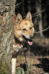 German shepherd on a leash