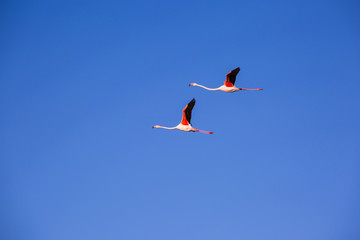 Pair of pink flamingos in flight