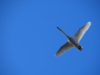 Whooper swan