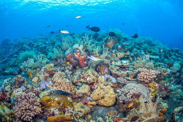 Obraz na płótnie Canvas Coral reef South Pacific