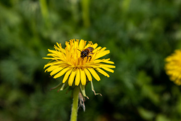 bee on flower dandelion