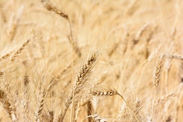 Spikelets of wheat in the field