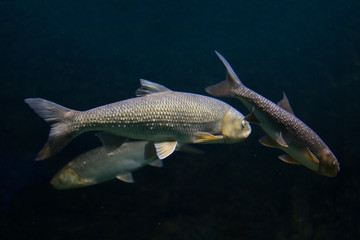 Rutilus Frisii Kutum fish in an aquarium underwater