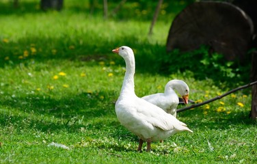 Geese on the lawn