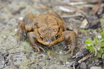 Animal Frog