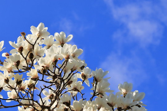 木蓮 Images Browse 2 021 Stock Photos Vectors And Video Adobe Stock