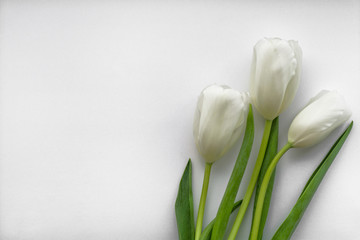 Three white tulips lie on a white background