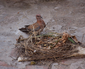  Indian Dove bird making its nest. It is also called as Kabotar in Hindi Langauge