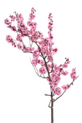 Pink cherry blossom branch isolated on white background.