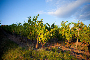Fototapeta na wymiar Vignes au soleil dans un vignoble en France.
