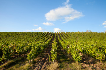 Fototapeta na wymiar Vignes au soleil dans un vignoble en France.