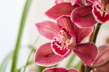 Naklejka na ściany i meble Red cattleya orchid on bright white background