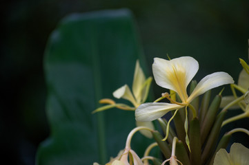 Plante blanche et jaune
