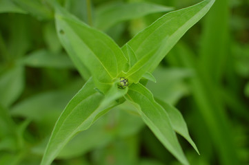 Vu de prés plante verte