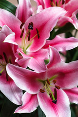 Fototapeta na wymiar Close-up bouquet of pink lilies 