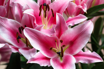 Fototapeta na wymiar Close-up bouquet of pink lilies 